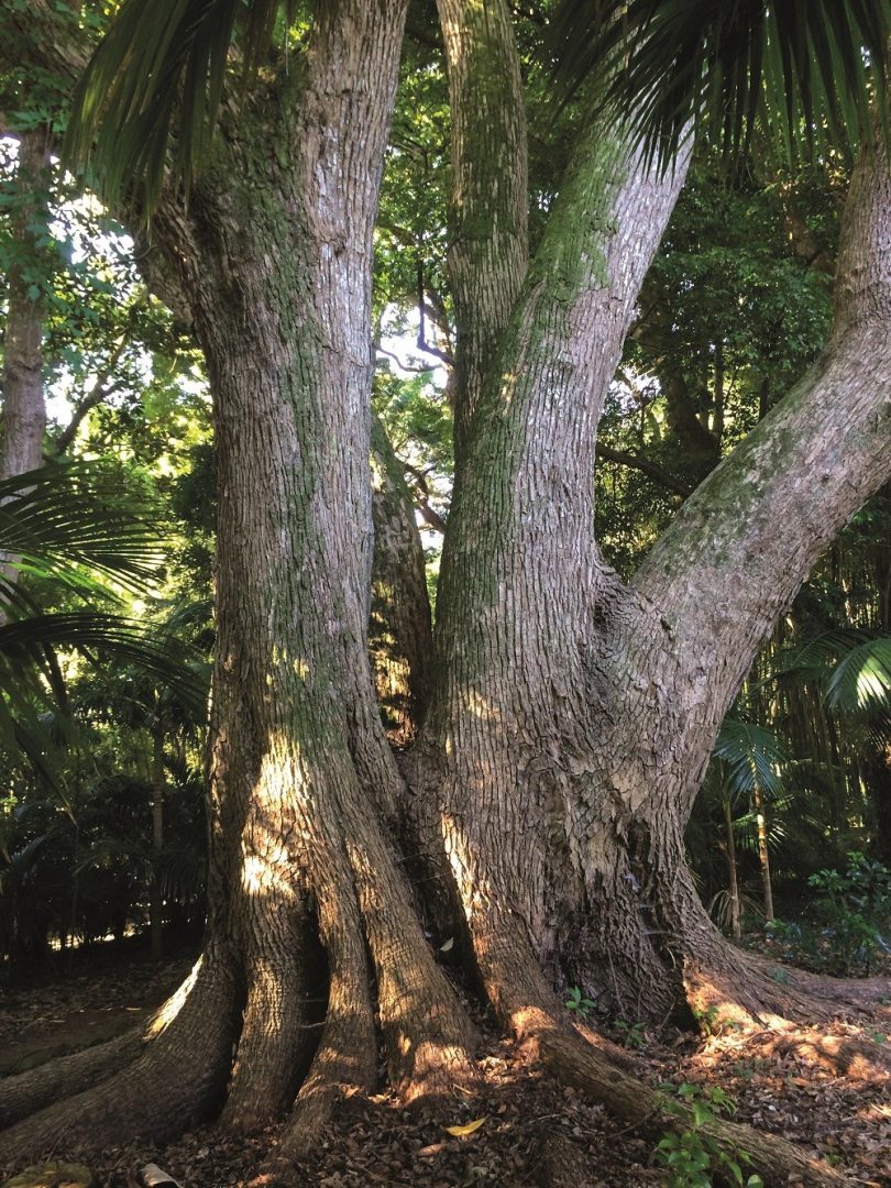  Unha planta, unha historia: Árbore de alcanfor