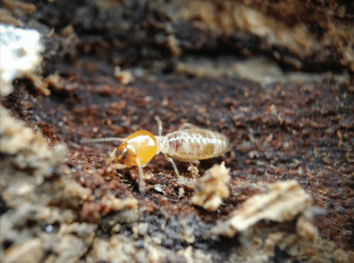  Kiel forigi termitojn