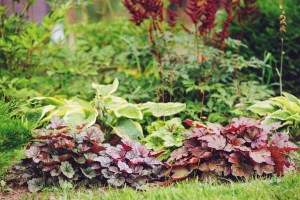 ह्यूचेरस: अपने बगीचे में हरे रंग का स्पर्श जोड़ें