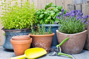  Πώς να καλλιεργήσετε έναν λαχανόκηπο στο μπαλκόνι σας