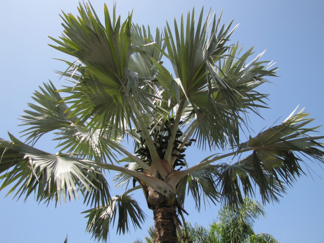  Unha planta, unha historia: Palmeira Azul